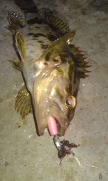 新浜漁港 メバリングでガシラ7匹＆タケノコ…