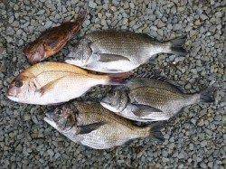 湯浅の磯 フカセでチヌ＆マダイ釣果