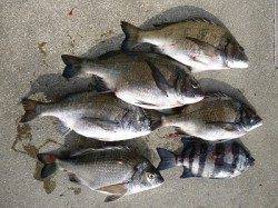 湯浅の磯 フカセでチヌ＆サンバソウ