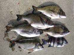 湯浅の磯 フカセでチヌ＆サンバソウ