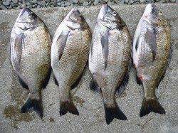 湯浅の磯、フカセで綺麗なチヌ4枚♪