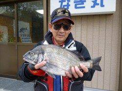 湯浅の磯、フカセで綺麗なチヌ4枚♪