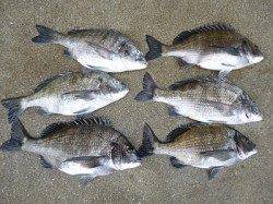 湯浅の磯、41cmを頭にチヌ6枚の釣果☆