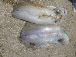 ウキ釣りでもアオリ、キロアップです