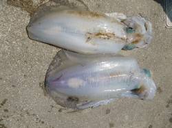 ウキ釣りでもアオリ、キロアップです