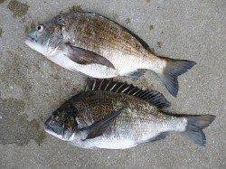 湯浅でフカセ釣り、よ〜釣れています♪