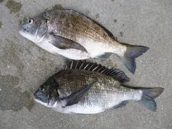 湯浅でフカセ釣り、よ〜釣れています♪