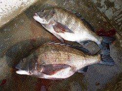 湯浅の磯 フカセでチヌ2枚の釣果