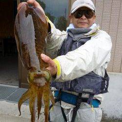 ヤエン仕掛でアオリイカ、大きい春イカです！