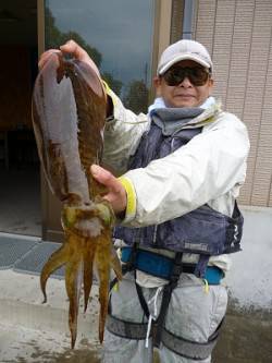 ヤエン仕掛でアオリイカ、大きい春イカです！…