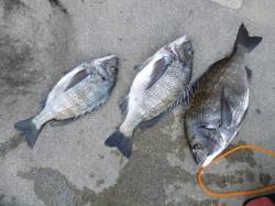 フカセチヌ釣果〜良型が釣れています〜