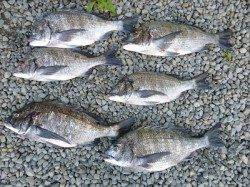 湯浅で紀州釣り、チヌ納得サイズ♪