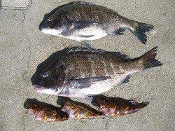 フカセ釣りで良型チヌもよく釣れています〜湯浅の磯〜