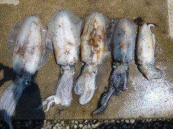 湯浅の磯、エギング・ヤエン・ウキ釣りでアオリイカの釣果☆