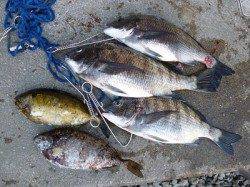 フカセでチヌ・アイゴ、湯浅の磯での釣果