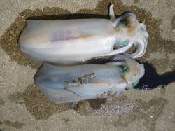 湯浅の磯 ウキ釣りでアオリイカ〜1.1kg…