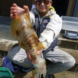 ヤエン仕掛けでアオリイカ〜胴長30cm～34cm〜