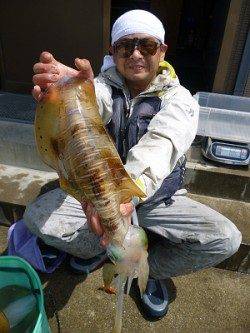 ヤエン仕掛けでアオリイカ〜胴長30cm～34cm〜