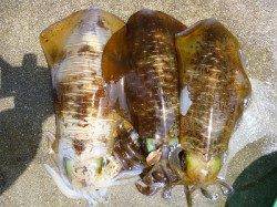 ヤエン仕掛けでアオリイカ〜胴長30cm～34cm〜