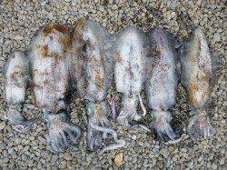 湯浅でのエギング【アオリイカのV字持ち!】