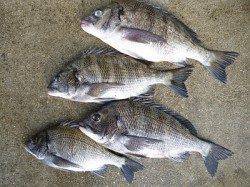 湯浅紀州釣り釣果　♪チヌ4枚♪