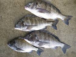 湯浅紀州釣り釣果　♪チヌ4枚♪