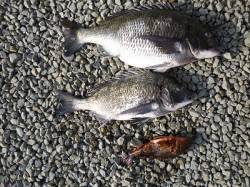 フカセ釣りでもナイスサイズ☆湯浅でチヌ狙い…