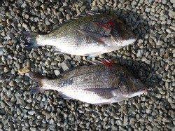 チヌ47cm～48.5cm　湯浅での紀州釣り