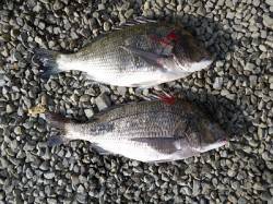 チヌ47cm～48.5cm　湯浅での紀州釣…