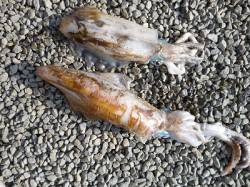 湯浅でのヤエン釣り、アオリ合計2キロ！