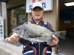 湯浅の磯 フカセでチヌ〜43cm