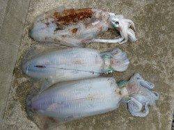 湯浅の磯 ヤエンでアオリイカ2.53kg!