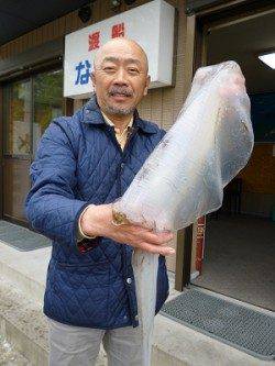 湯浅の磯 ヤエンでアオリイカ2.53kg!