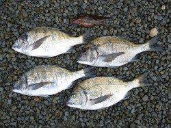 湯浅の磯 フカセでチヌ〜43cm