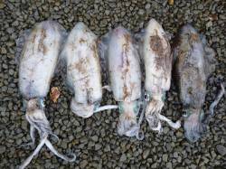 湯浅の磯 ヤエンのアオリイカは数も狙える