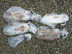 湯浅の磯 ヤエンのアオリイカは数も狙える
