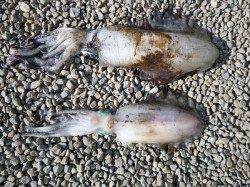 湯浅の磯でのヤエン釣り、胴長42cm・2.58kgのアオリ！！！