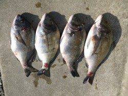 湯浅でフカセ、良型含むチヌ5枚！