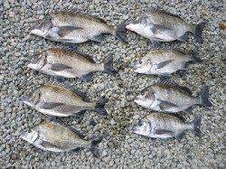 フカセチヌ、数釣れています！