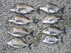 フカセチヌ、数釣れています！