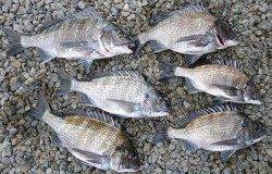 フカセチヌ、数釣れています！