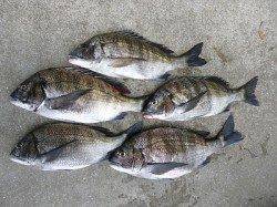 【23日】湯浅の磯で紀州釣り【チヌ】