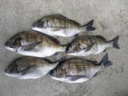 【23日】湯浅の磯で紀州釣り【チヌ】