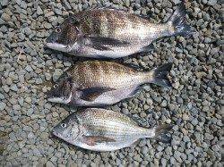 オキアミフカセ、良型チヌ含む3枚の釣果