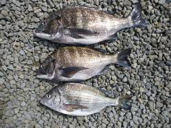 オキアミフカセ、良型チヌ含む3枚の釣果