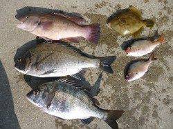 カンダイ・チヌをフカセで釣りました♪