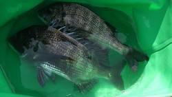 湯浅エリア、紀州釣りでのチヌの釣果☆