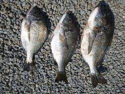 湯浅の磯 フカセでチヌ楽しめる