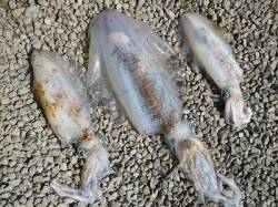湯浅の磯 ヤエンでアオリイカ〜2.65kg…