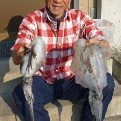 湯浅の磯 エギングでアオリイカ〜1.14kg2ハイ　4号エギ使用